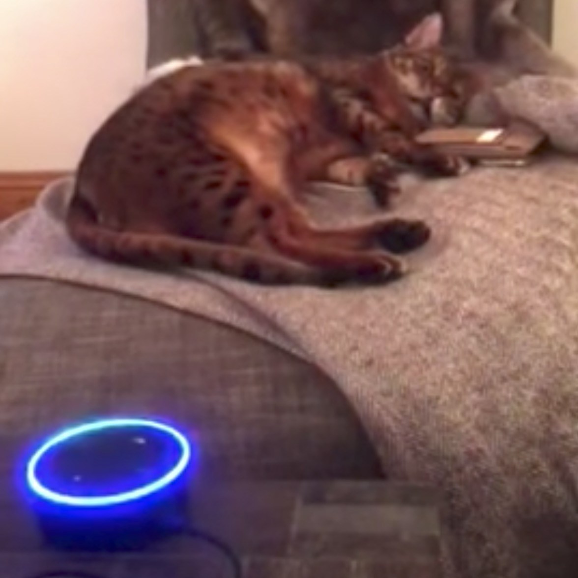 音声対話の人工知能、猫との会話もお手の物