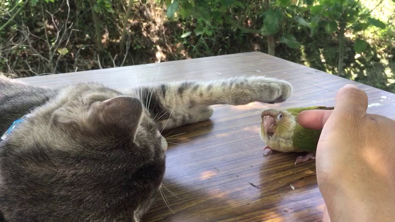 肉球でインコの頭を撫でる猫、力加減を計りつつ