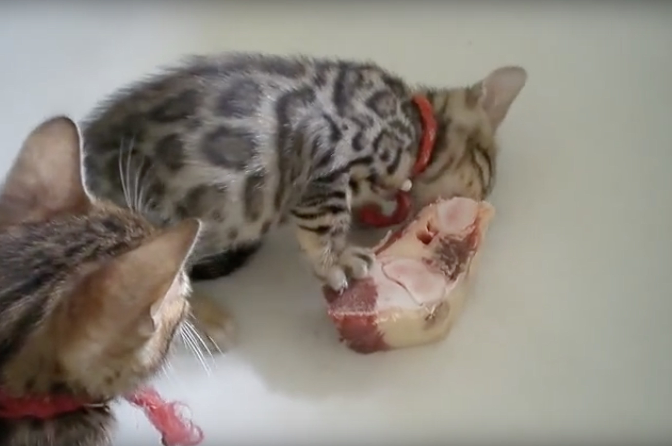 肉の塊に夢中な子猫、威嚇もモグモグ食べながら