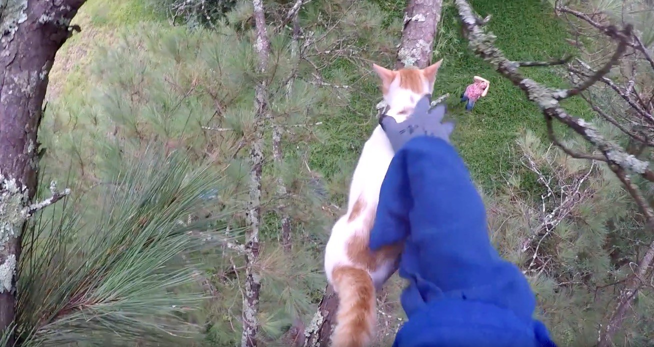 木の上の猫の救出動画集、登ってなだめて誘導し