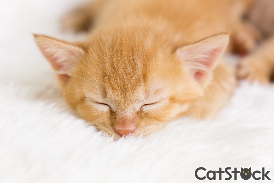 ブログには無料で使える猫写真専門フォトストック、小さな子猫の写真が追加