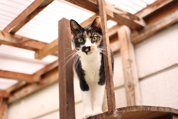 保護猫旅館計画第3弾、今度は秩父の温泉旅館で