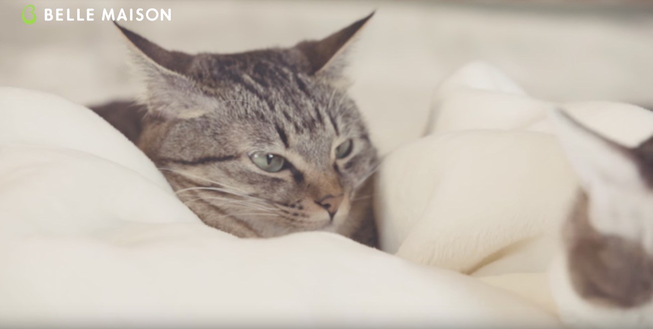 保護猫の感覚活用販促動画、毛布にとろける猫たちの顔