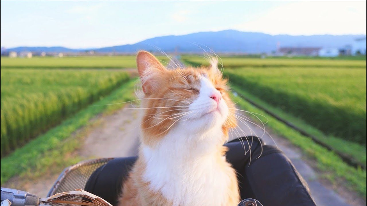 猫と料理との素敵な関係、形づくるは飼い主の観察