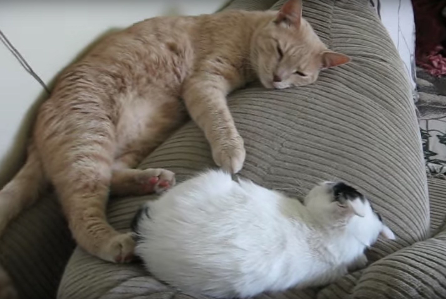 眠たげな子猫にお腹を吸われた雄猫、離れても手は子猫のそばに