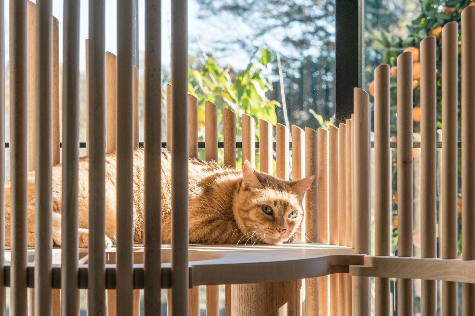 雅やかなキャットツリーに寝そべる猫、木漏れ日のごとき光に寛ぐ