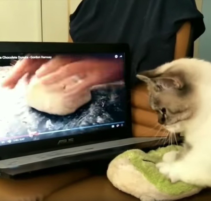ドーナツを捏ねる動画を前にして、一心不乱にコネコネする猫