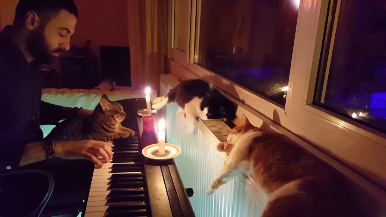 飼い主のピアノの音色に聞き惚れる猫、3匹揃って仲良く寝落ち