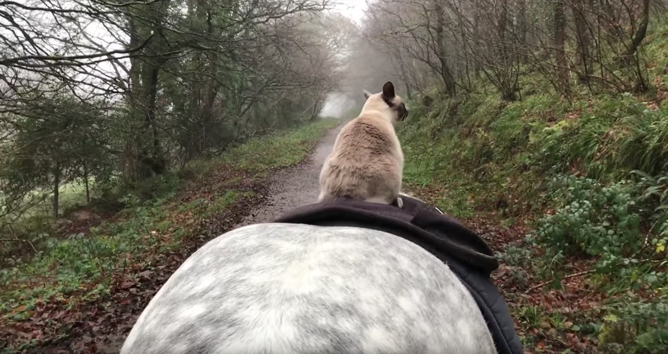 颯爽とお馬の背中に乗った猫、手綱も使わず乗りこなし