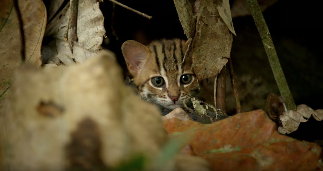 世界最小の野生猫、かわいい仕草はまるでイエネコ