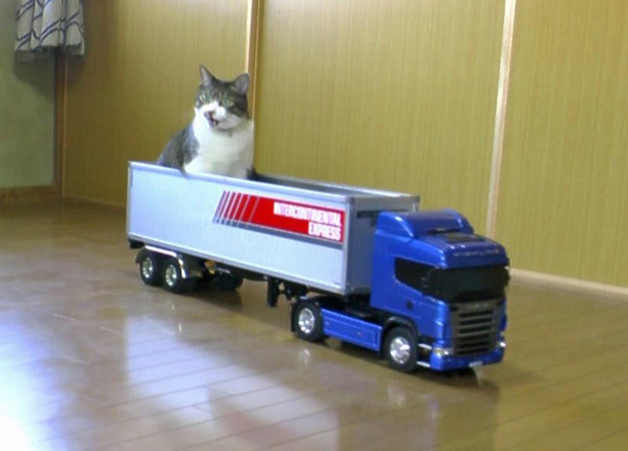 ラジコンのトレーラーに運ばれる猫、停車するまでおとなしく