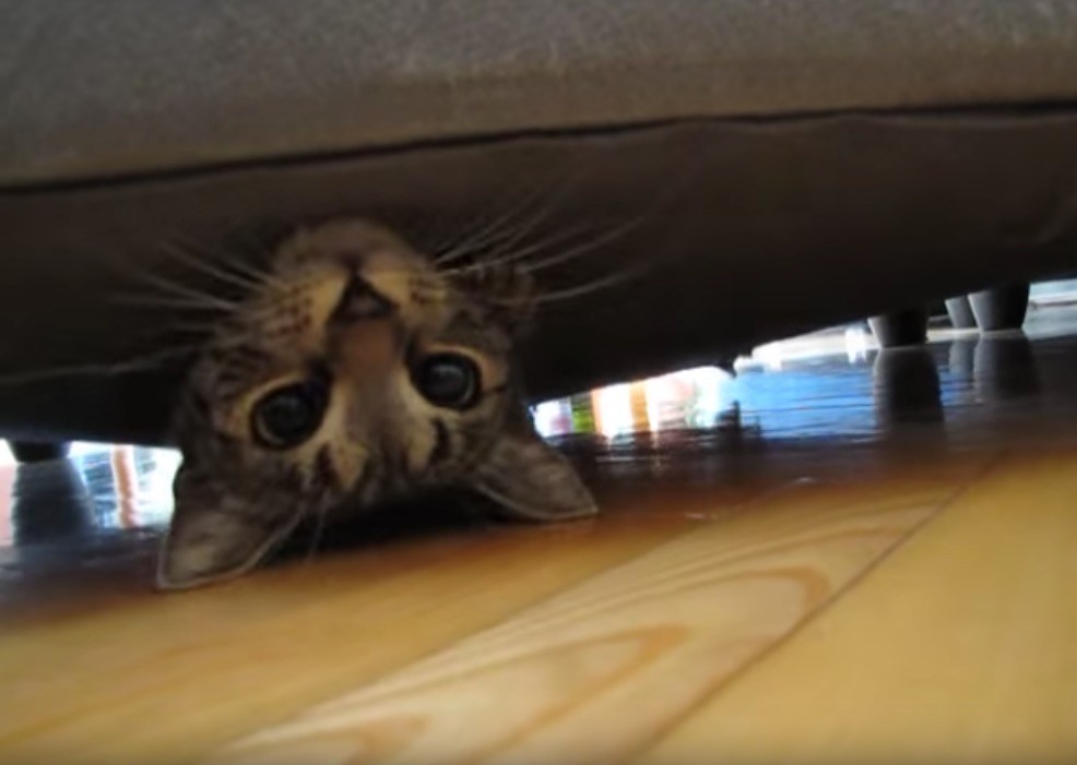 ソファの下の怪しい膨らみ、ひょっこり顔出すキジトラ子猫