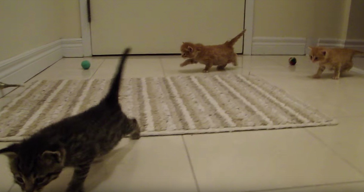 呼べば応える猫赤子たち、寄って登って猫まみれに