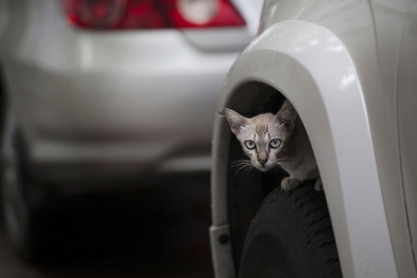 冬が過ぎ春になっても要”猫バンバン”、寒くなくても猫は隠れる