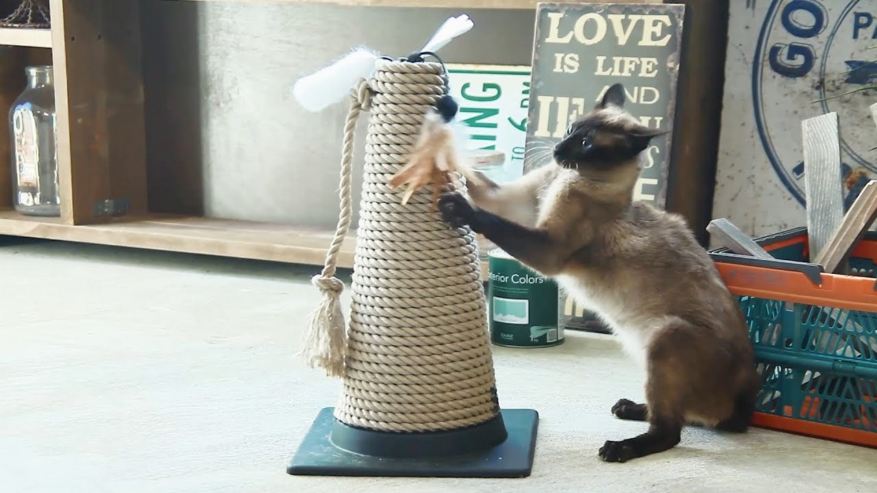 絶妙な高さが猫にも好評、カラーコーンのDIY爪とぎ