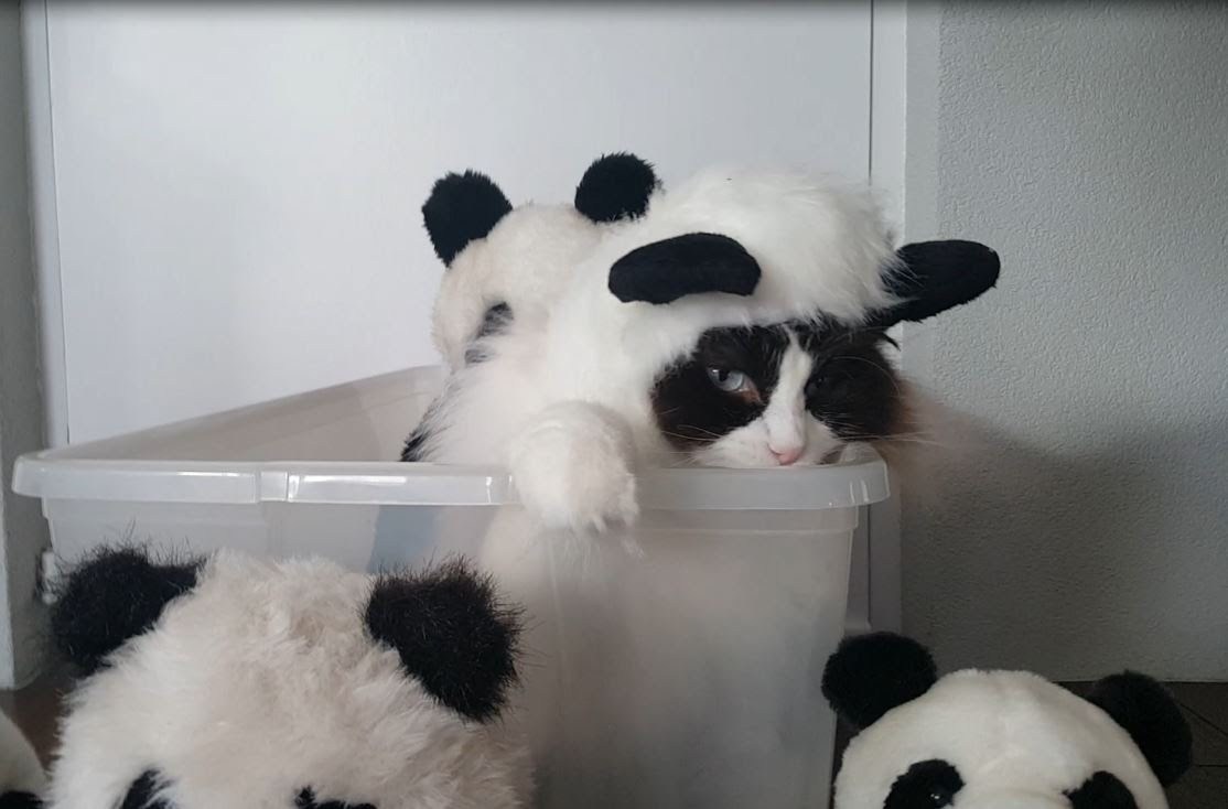 パンダのコスプレ着こなす猫、ぬいぐるみよりもぬいぐるみっぽく