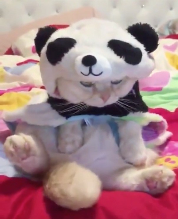 パンダの着ぐるみまとった猫、アングルによっては完全なパンダに