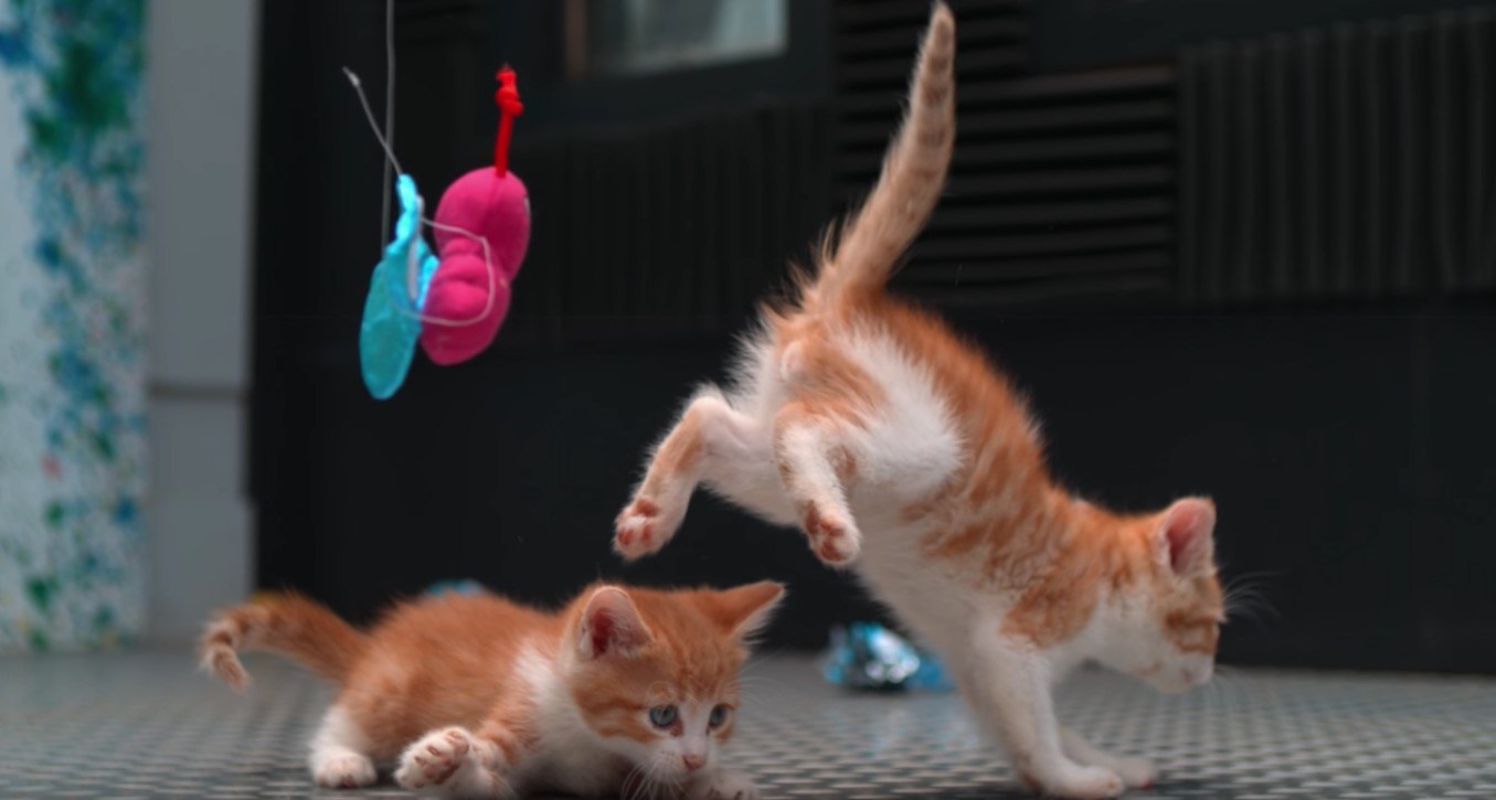 やんちゃな子猫のスローモーション、嘘偽りのない楽しさ伝える