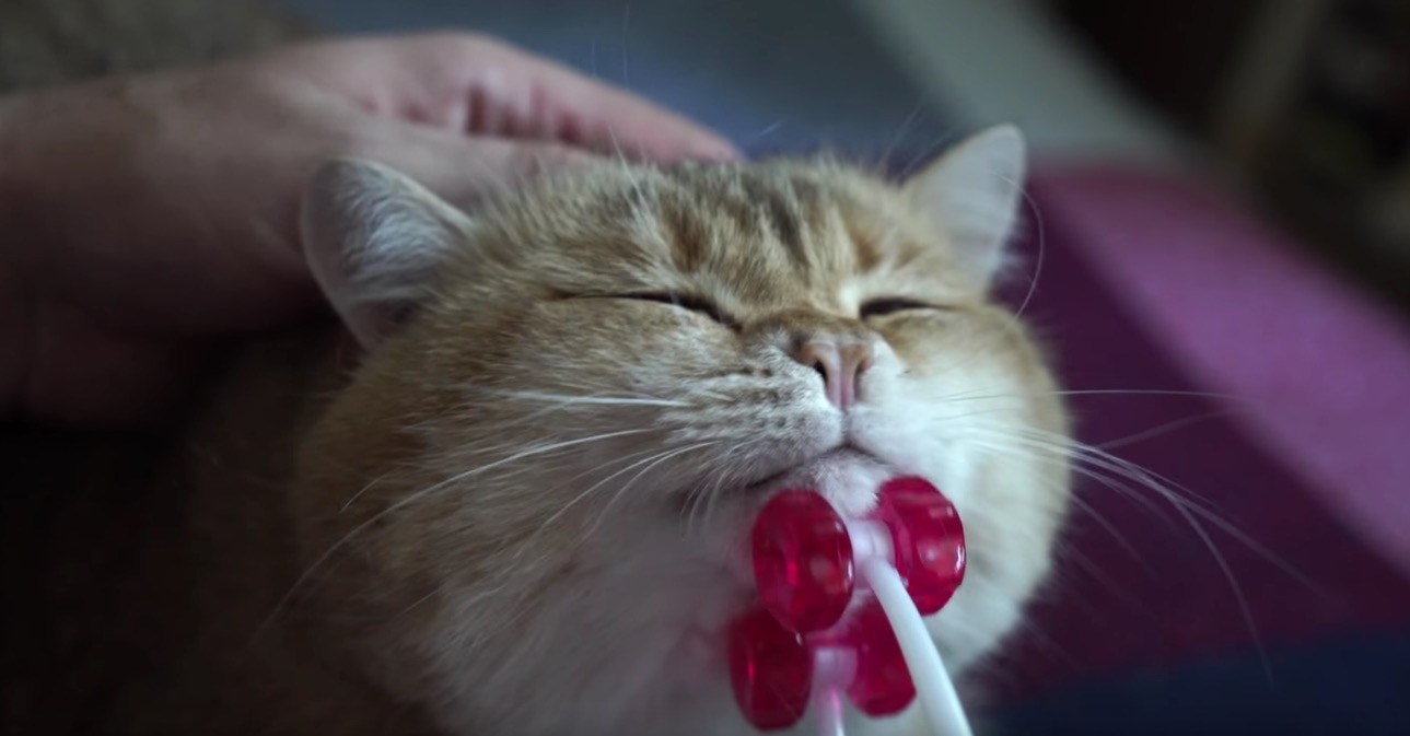 猫顔モミモミフェイシャルローラー、円らな瞳がだんだん細まり