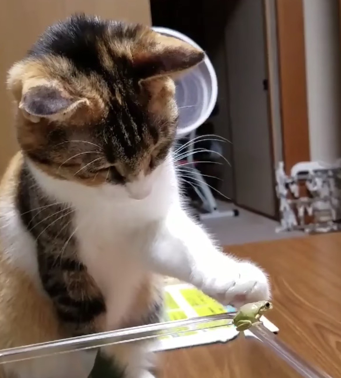 眼差し穏やか手は嫋やかに、カエルと戯る優しき三毛猫