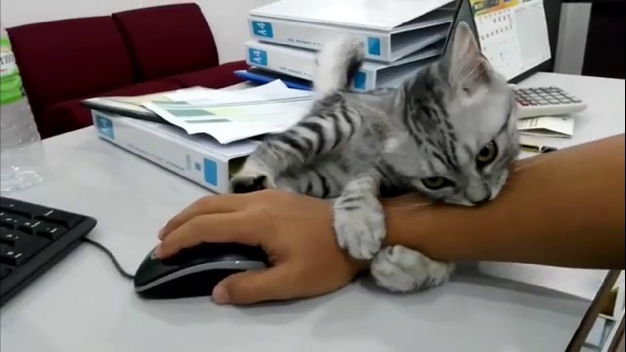 仕事なぞより俺の相手を、腕をハグして訴える猫
