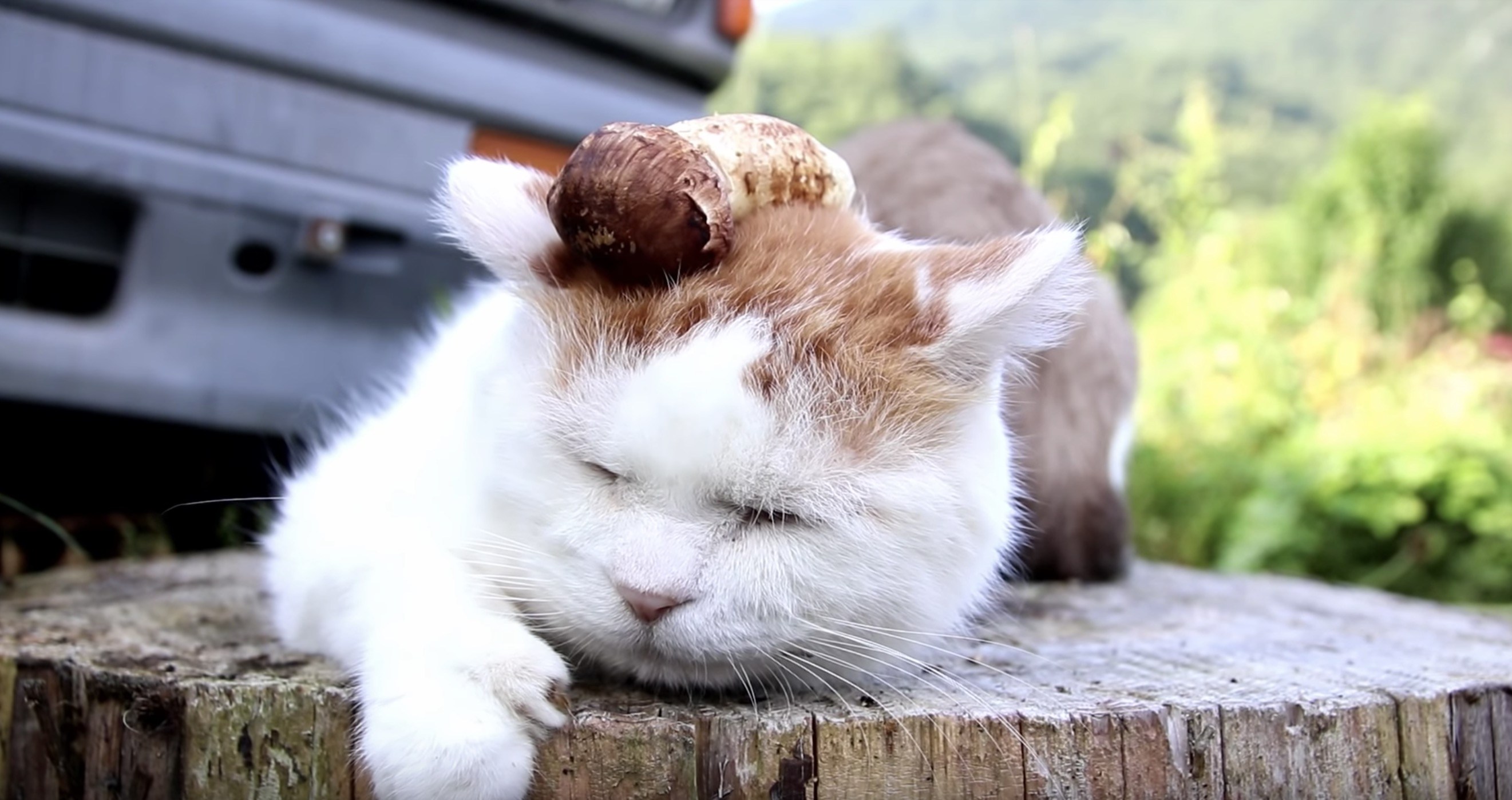 松茸を頭に載せた茶白猫 寝顔で伝える秋の訪れ