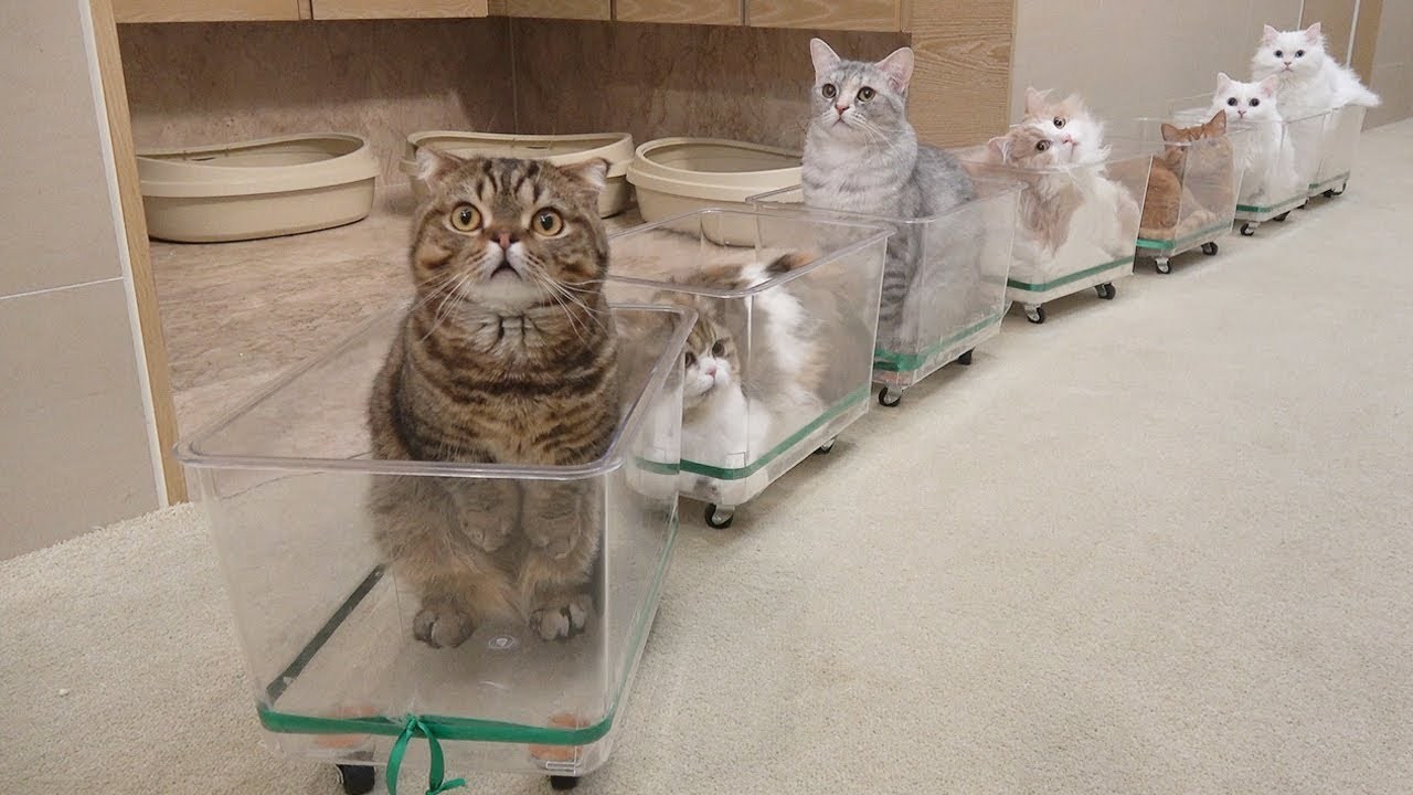 運休の電車の代わりに走ってほしい、寛ぎ車両の猫トレイン