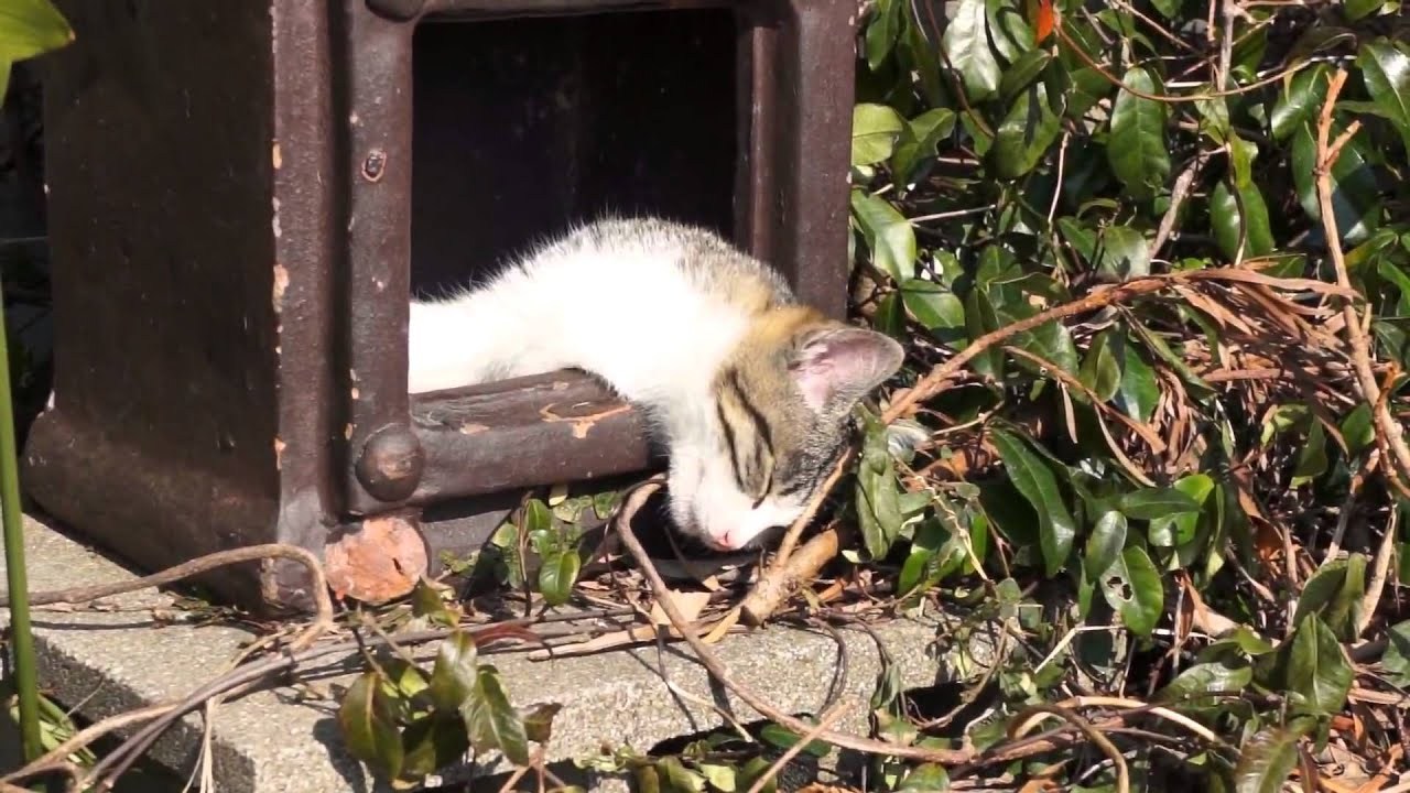 祠でお昼寝子猫の神様、お天道さまに照らされて