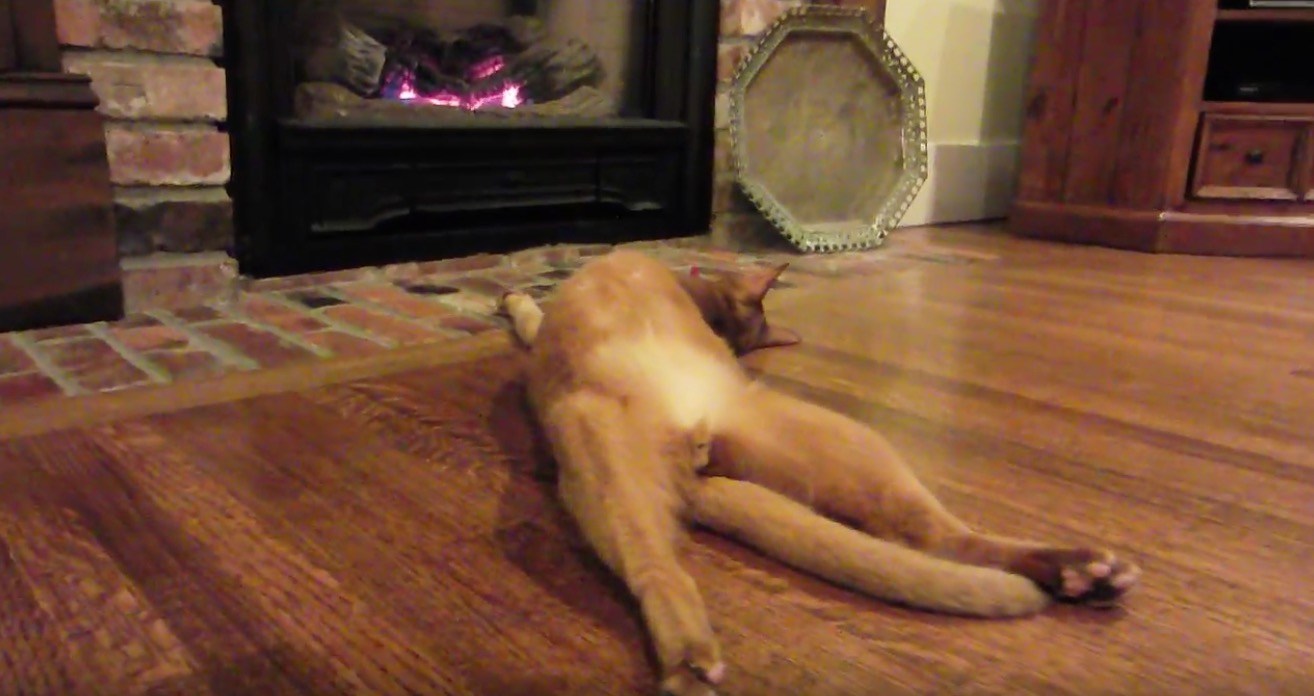 奔放な姿で暖をとる猫、微動だにせず床と一体化