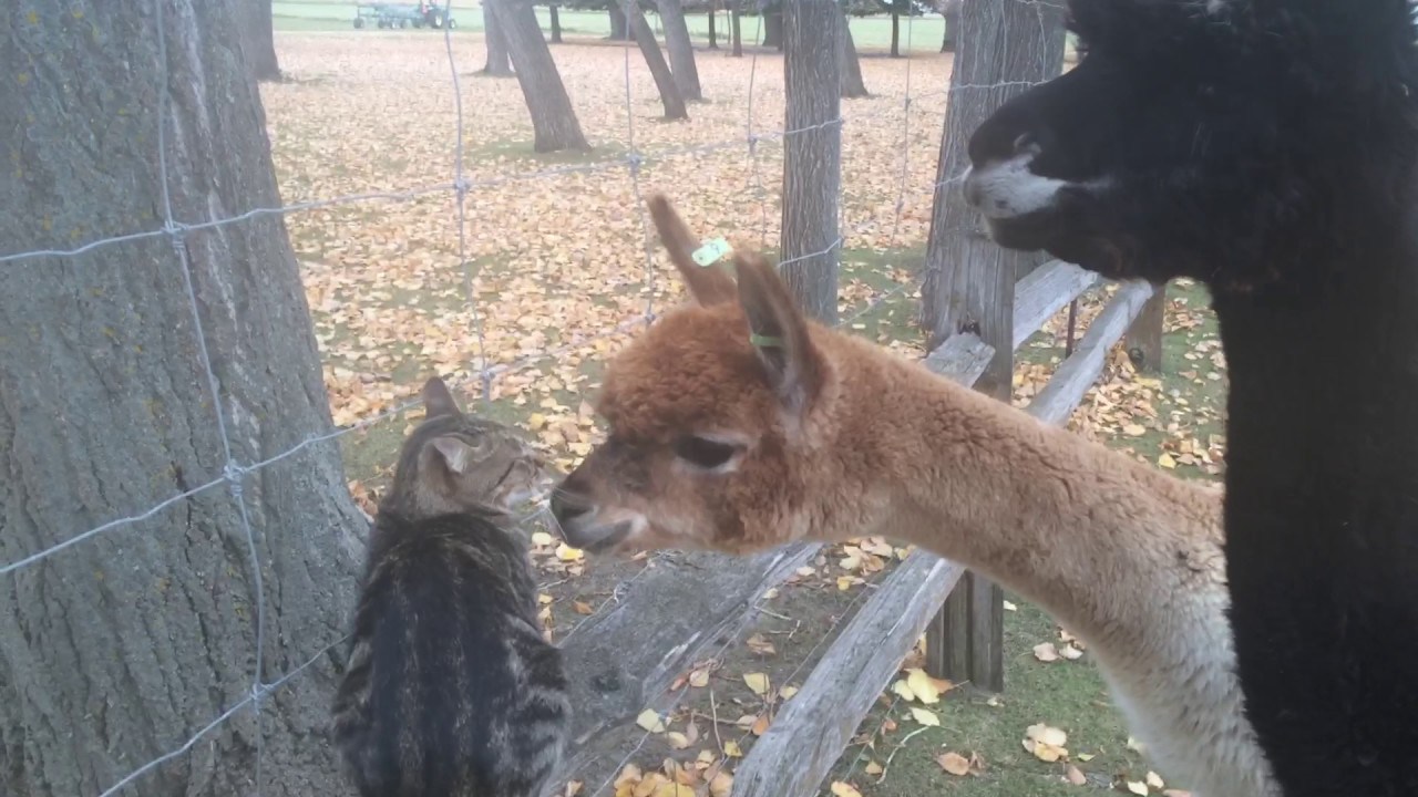 かわいいが故に困惑させられる猫、アルパカたちに迫られて