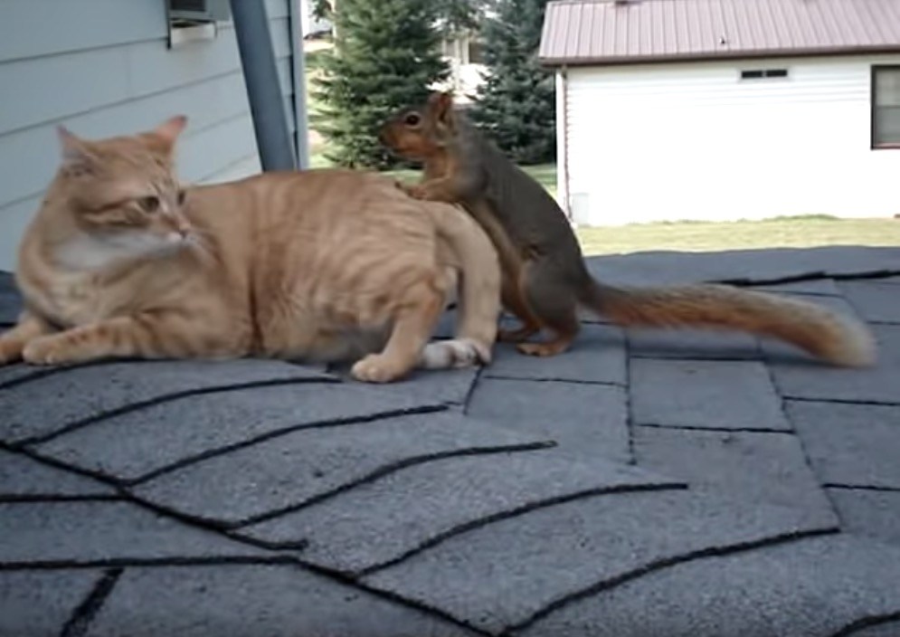 旧友とじゃれて転げる屋根の上、茶猫とリスの仲良しコンビ