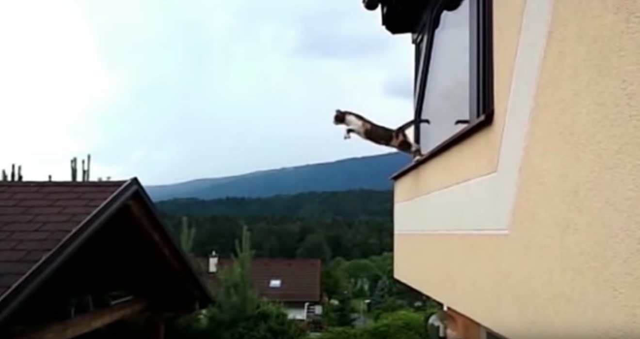 窓際から屋根へと三毛猫大ジャンプ、空に浮かぶよ美しき姿