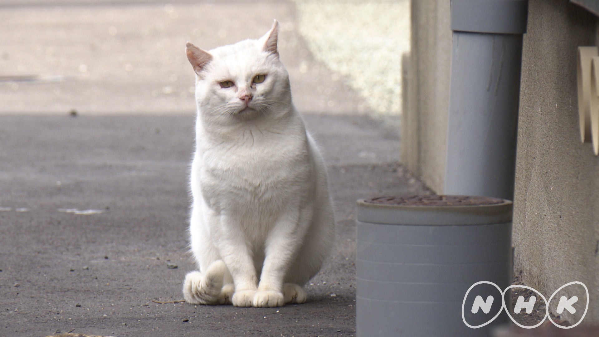 ゼロ打ち前に猫スペシャルの40分、「ダーウィンが来た！」猫大特集第三弾