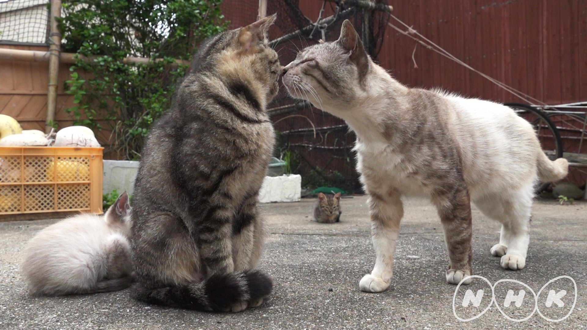 ゼロ打ち前に猫スペシャルの40分、「ダーウィンが来た！」猫大特集第三弾