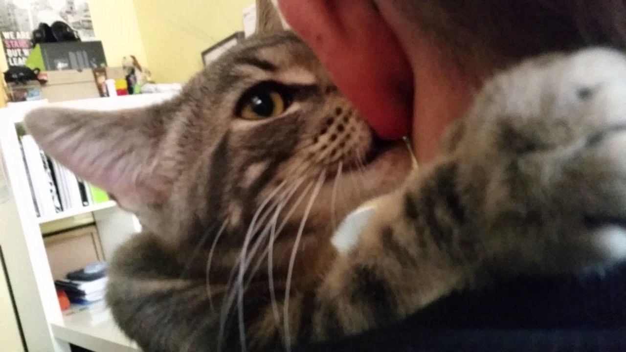 耳たぶをお乳の代わりに吸い続ける猫、首を抱き締め一心不乱に