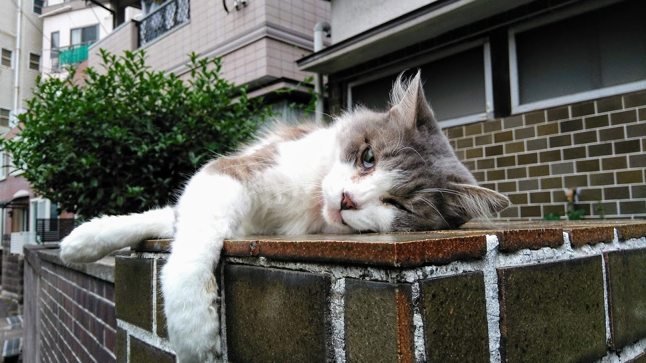 猫本書評：海風を運ぶ長崎ことばが伝える、心にかかえた“尾曲がり猫”の記憶