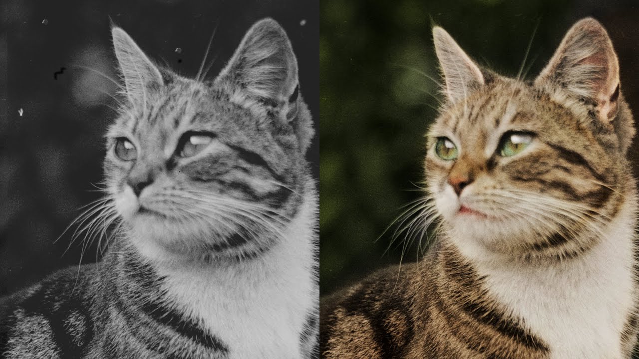 1900年頃のガラス乾板から、美しき猫の姿と彩りを職人技で見事再現