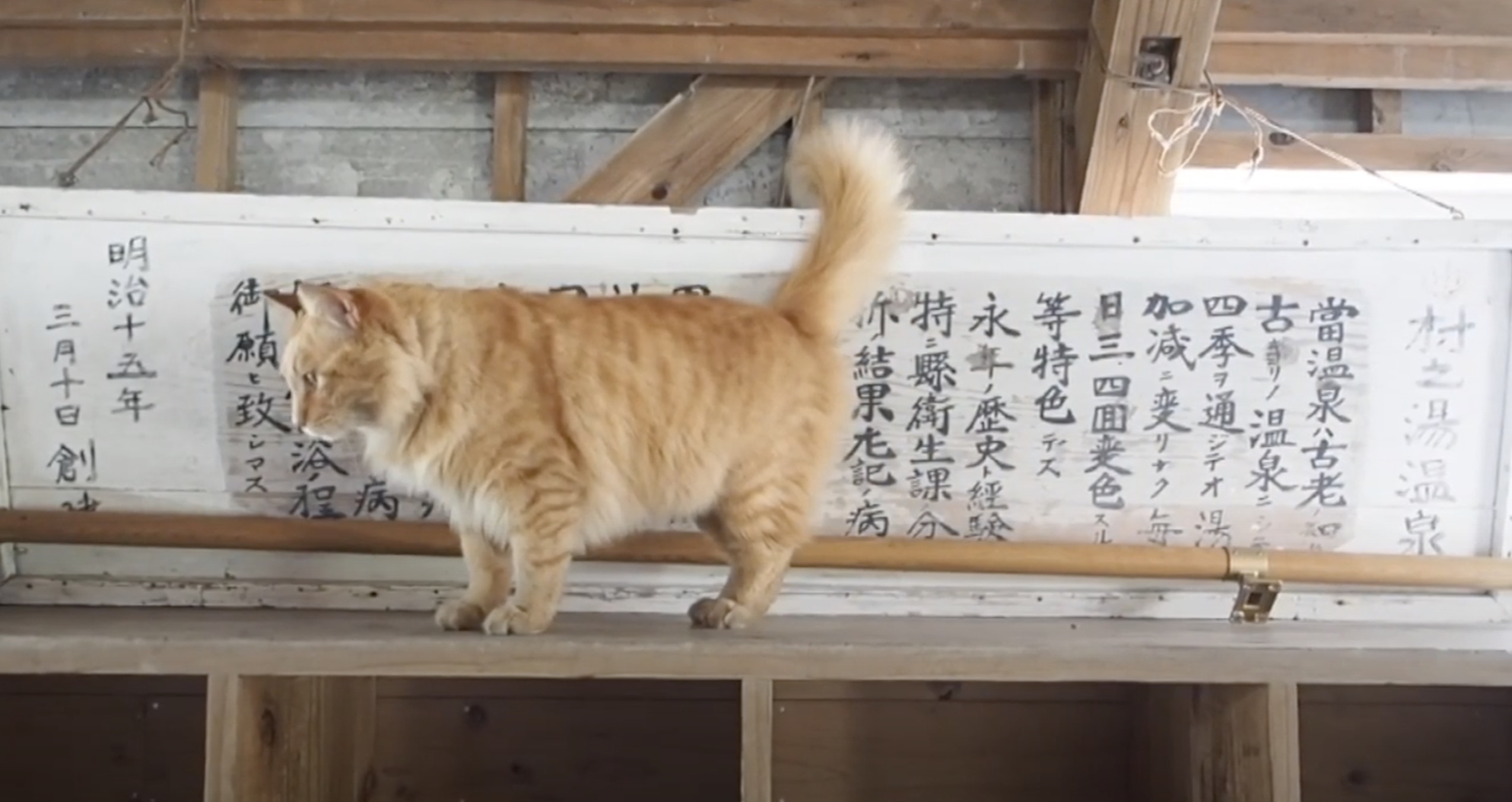 九州の温泉旅館の看板猫たち、看板覆って自己をアピール