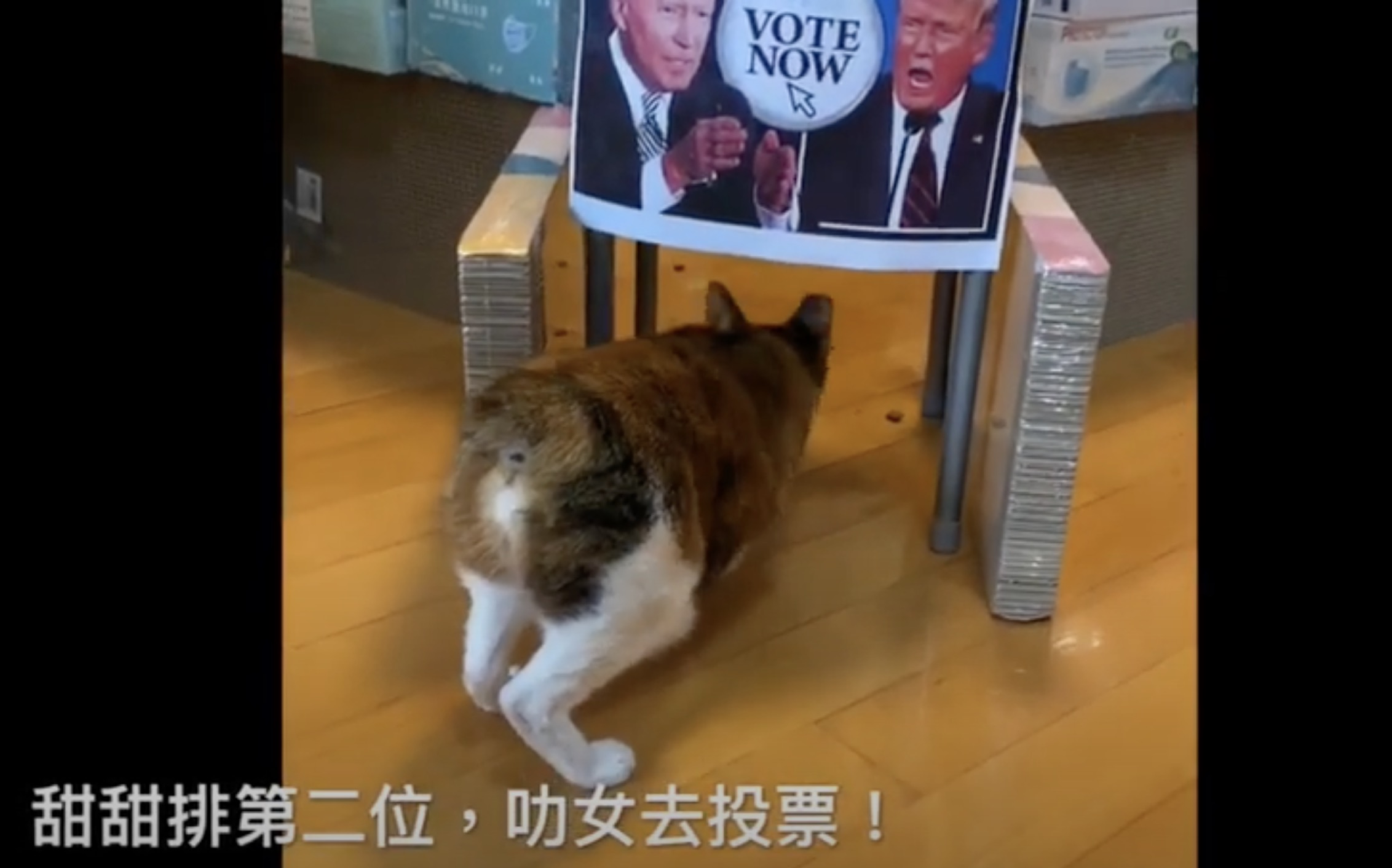 2020米大統領選大胆予想、5匹の猫の投票結果は