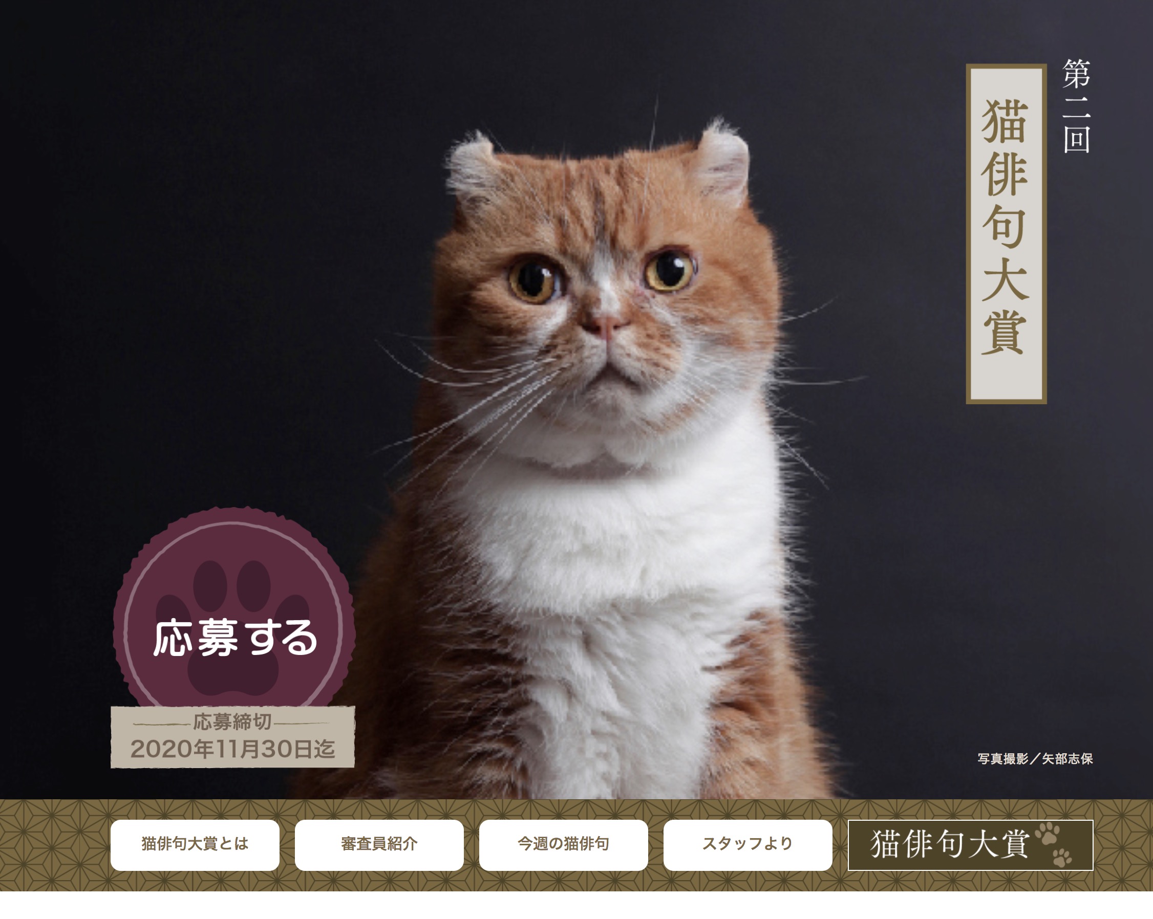 猫を見て吟ずるリズムは五七五、「猫俳句大賞」作品募集中