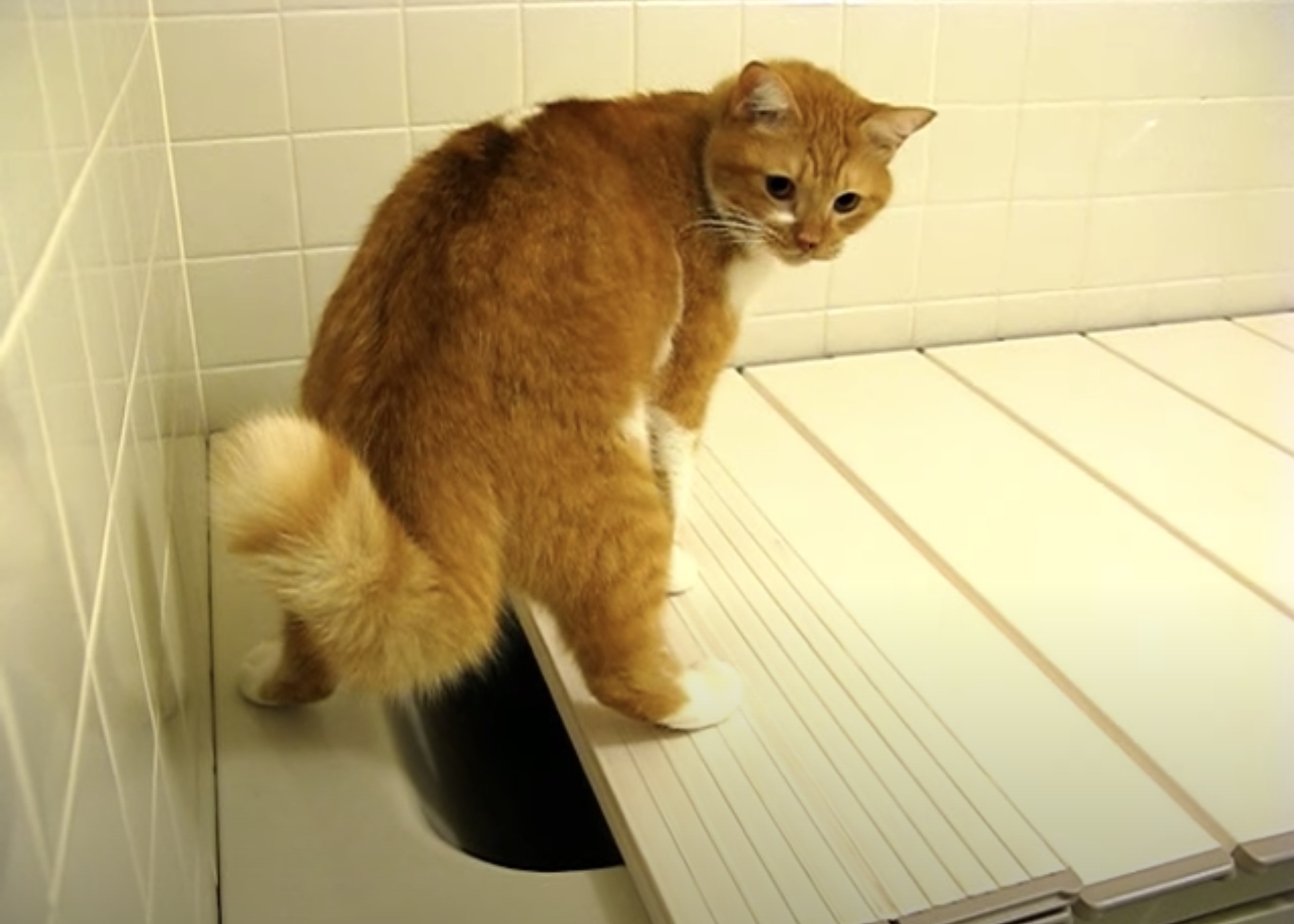 浴槽を水飲み場だと思っている猫、器用に蓋開け水分補給