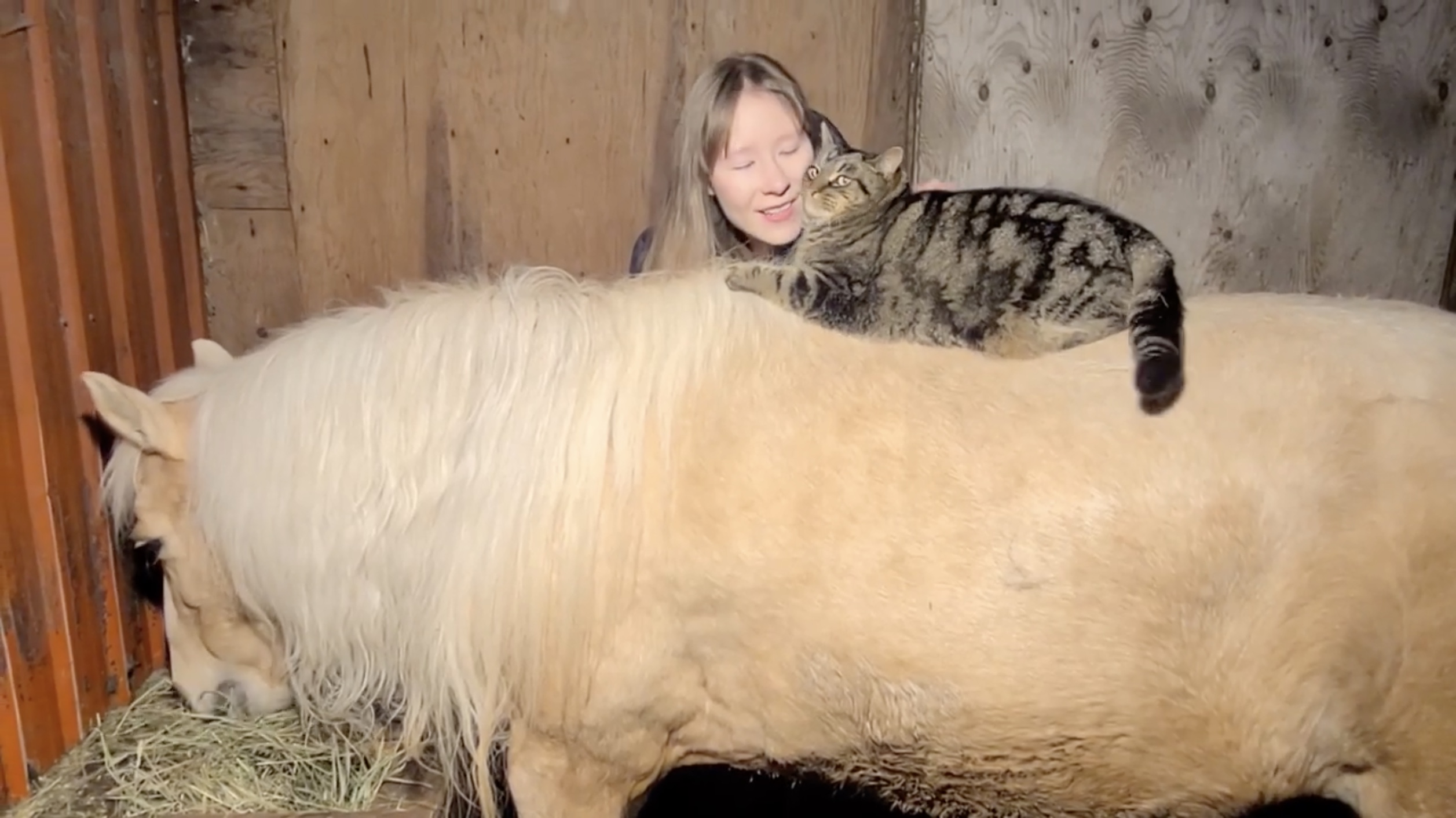 飼い主の歌に合わせて猫は舞う 草食む馬の背中を舞台に Starthome