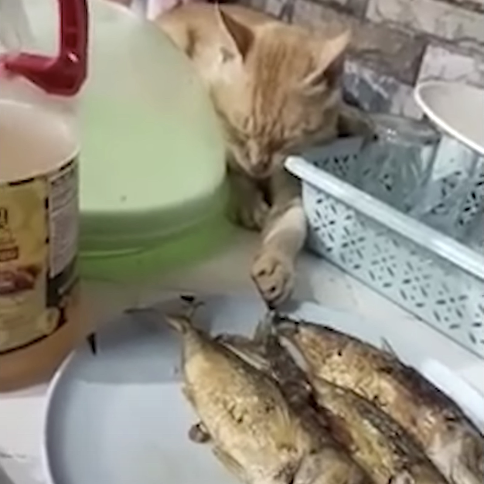 食のためなれば手段を選ばぬ猫 寝たふりしながら魚を狙う Starthome
